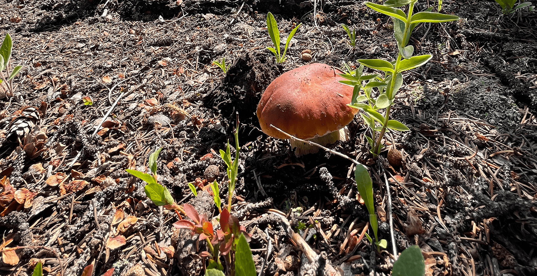 mushroom in dirt