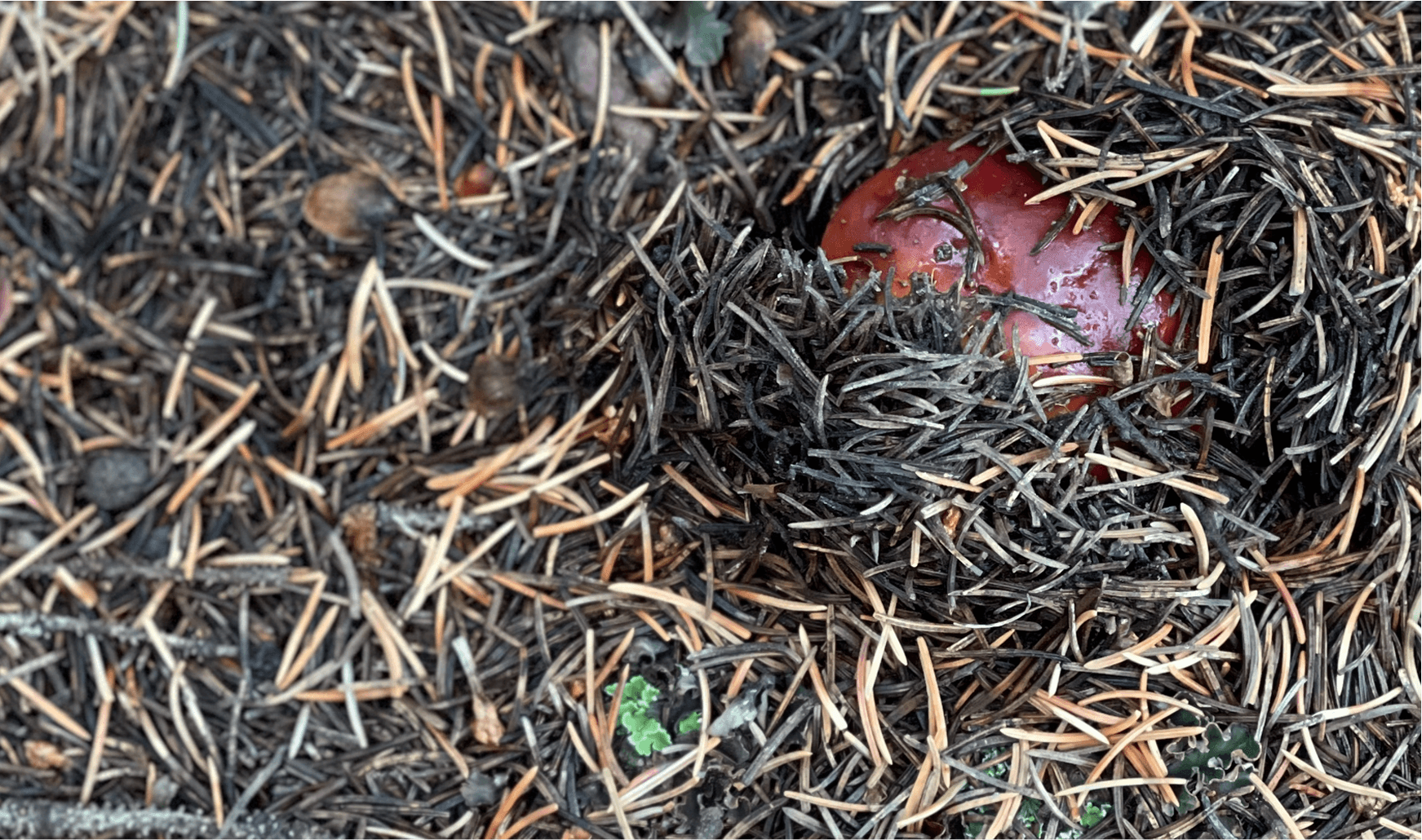 shroom nest